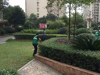 小區(qū)綠籬修剪